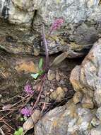 Слика од Ledebouria cooperi (Hook. fil.) Jessop