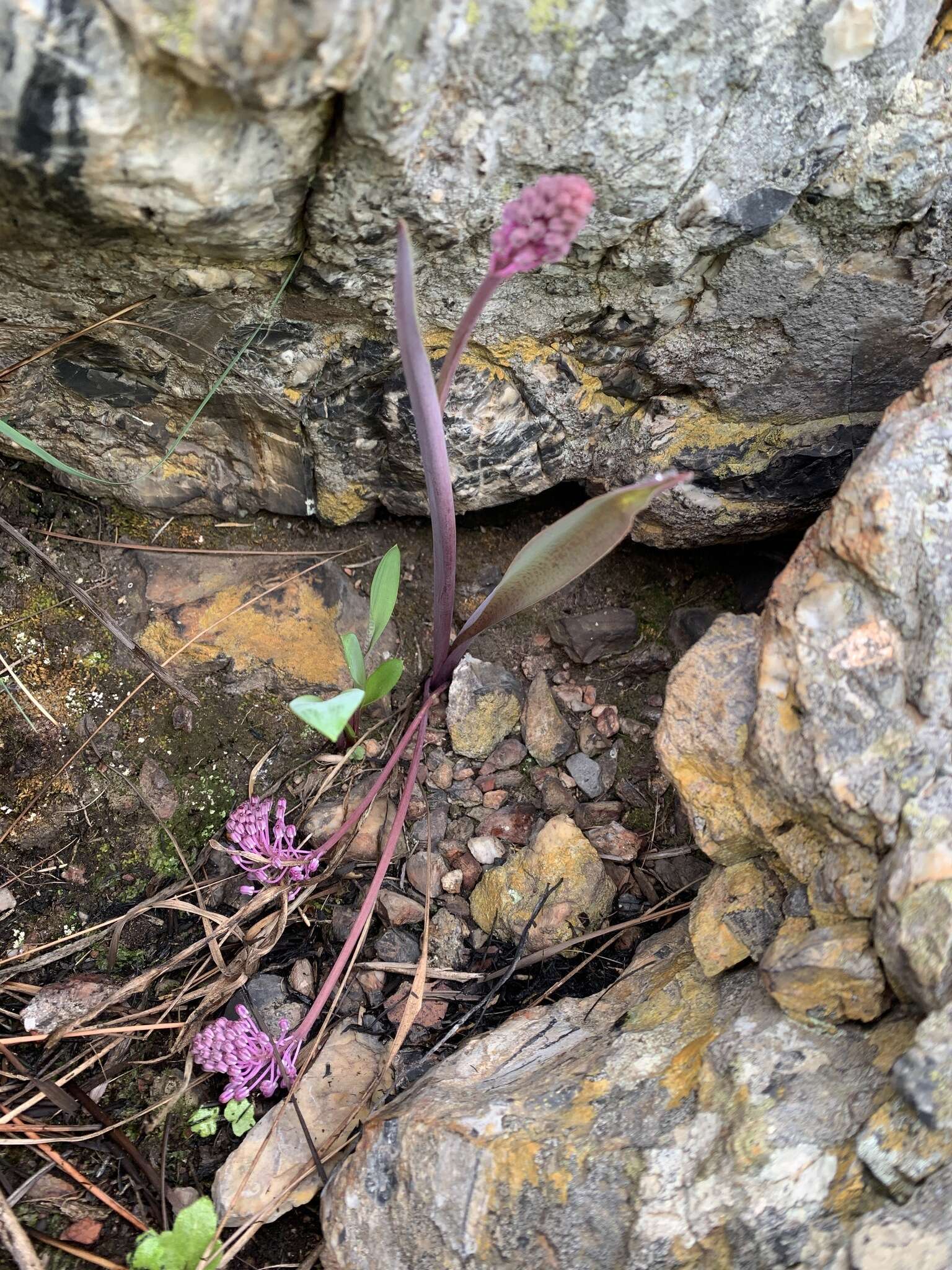 Слика од Ledebouria cooperi (Hook. fil.) Jessop