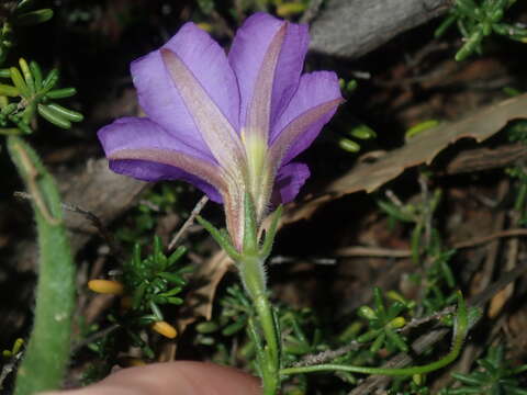 Image of Scaevola phlebopetala F. Müll.