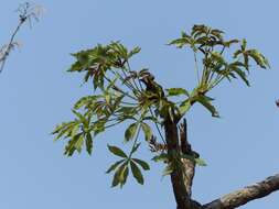 Image of Octopus cabbage tree