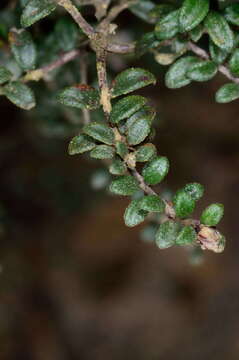 Image of Pultenaea gunnii subsp. tuberculata