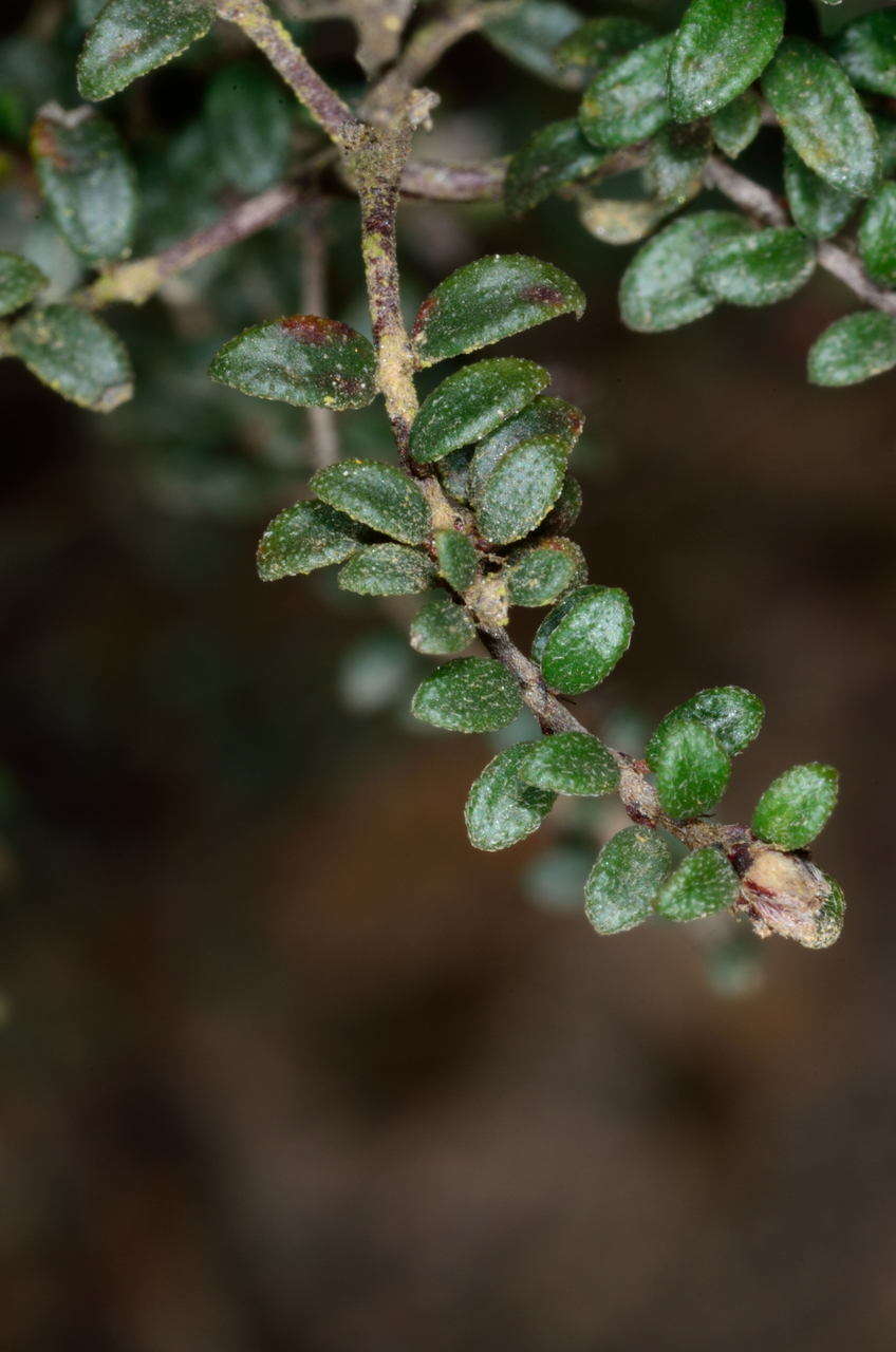 Image of Pultenaea gunnii subsp. tuberculata