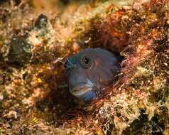 Image of Bicolor Blenny