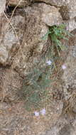 Image of Lactuca tenerrima Pourr.