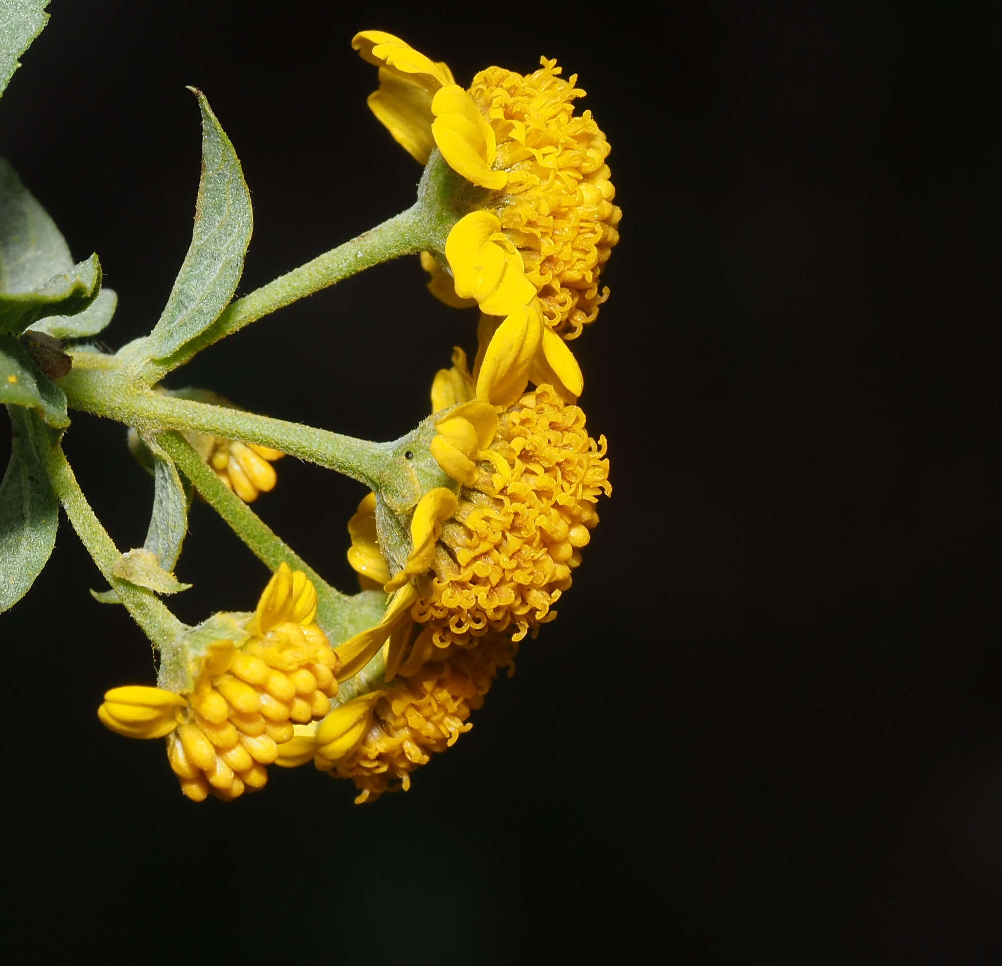 Image of Zaluzania montagnifolia (Sch. Bip.) Sch. Bip.