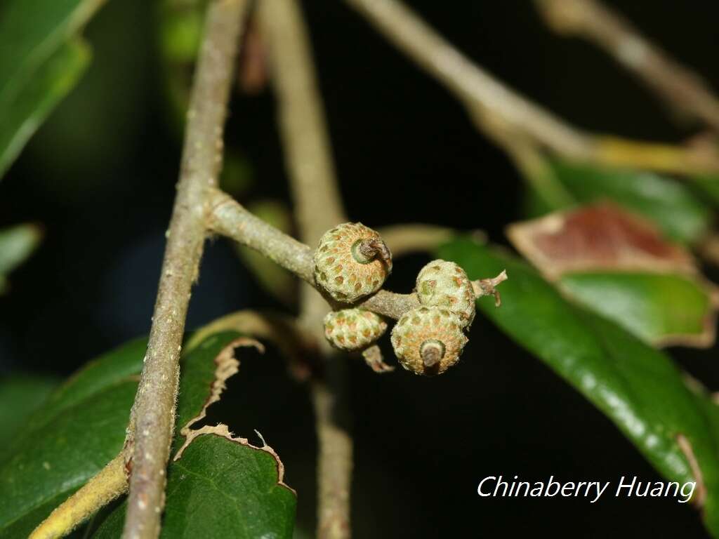 Image of Quercus spinosa subsp. miyabei (Hayata) A. Camus