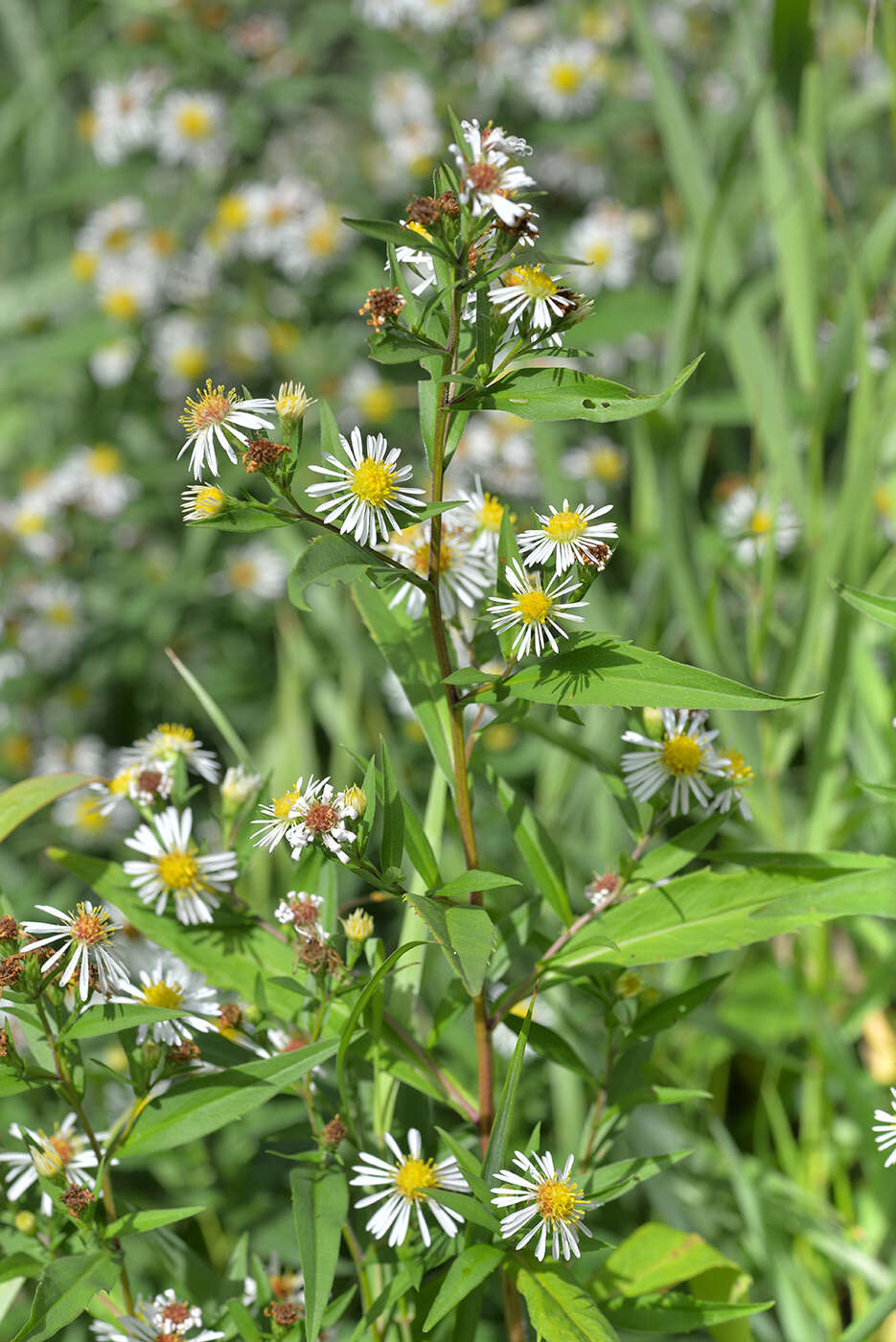 Image de Symphyotrichum salignum (Willd.) G. L. Nesom