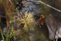 Image of Drosera dichrosepala subsp. enodes (N. Marchant & Lowrie) Schlauer