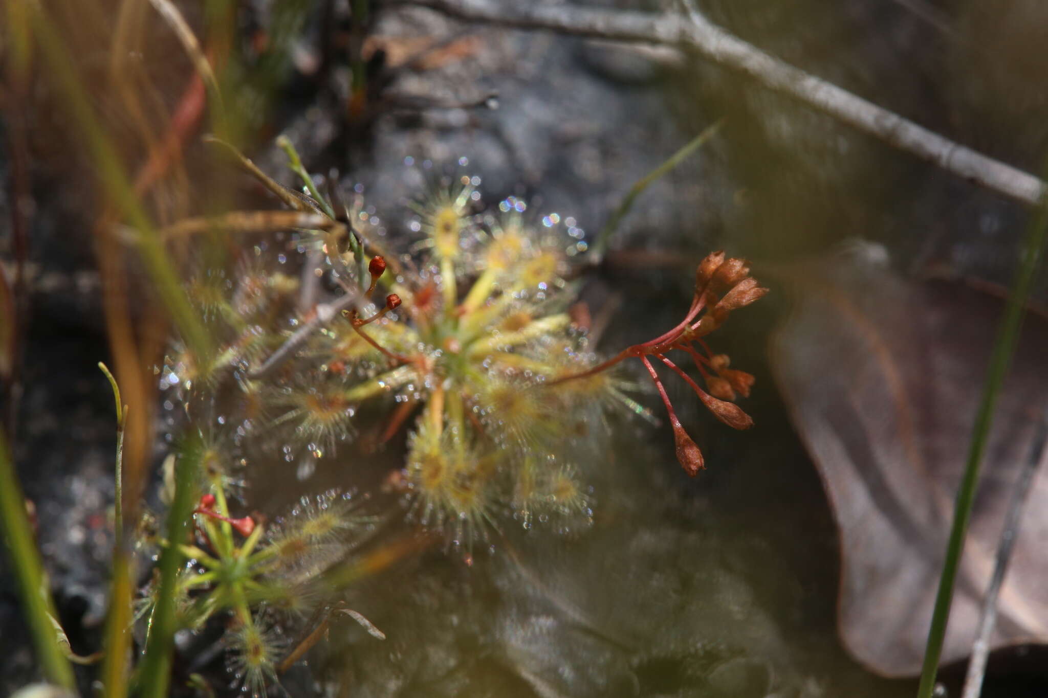 صورة Drosera dichrosepala subsp. enodes (N. Marchant & Lowrie) Schlauer