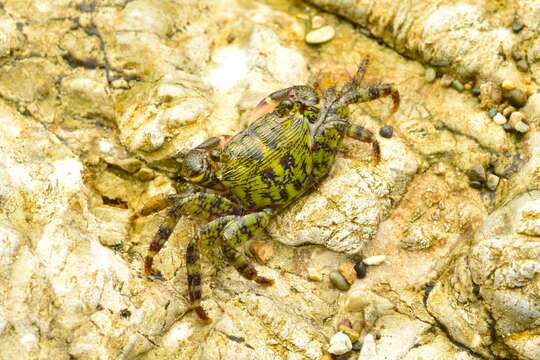 Image of Pachygrapsus socius Stimpson 1871