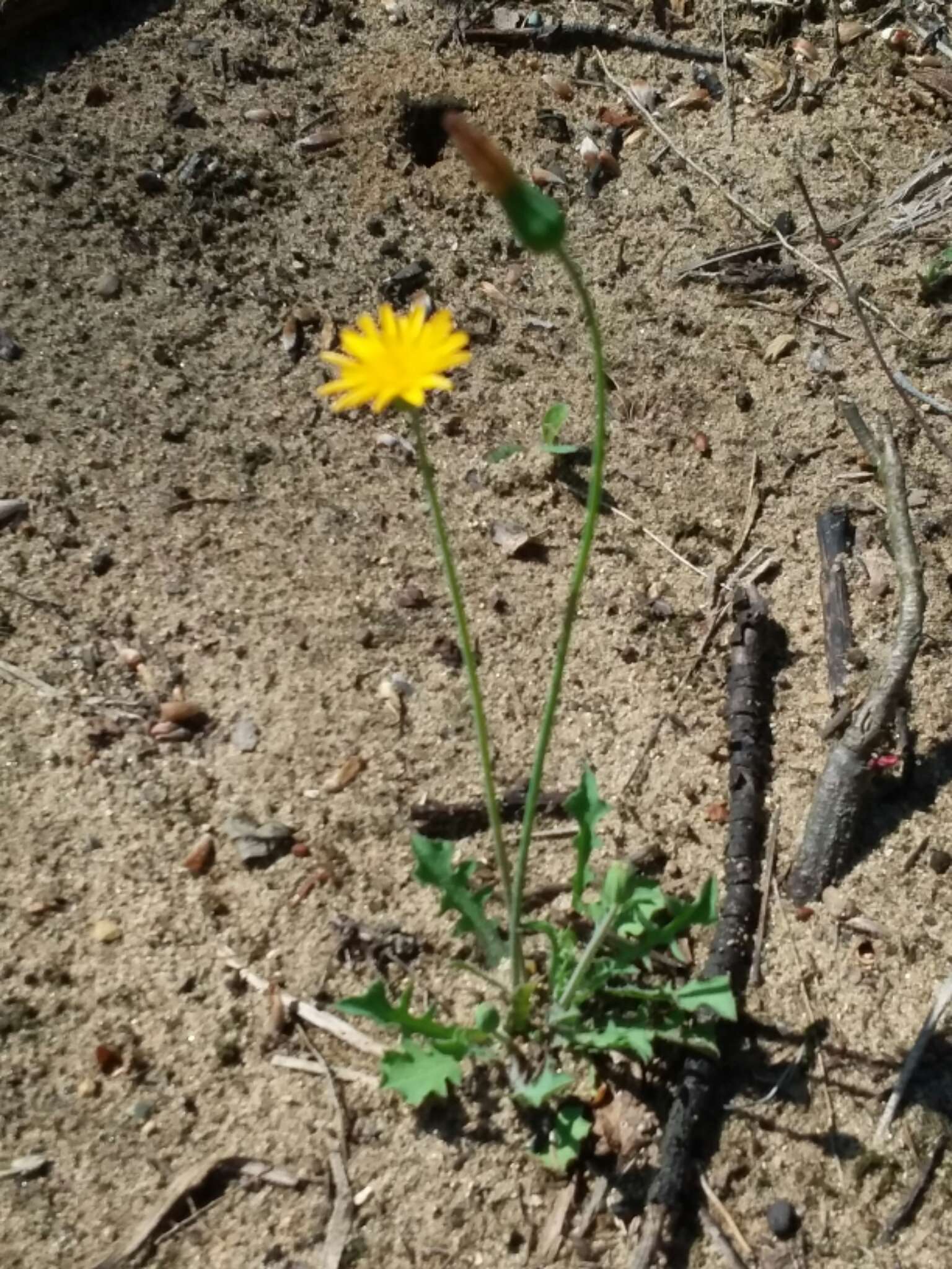 Image of Dwarf dandelion