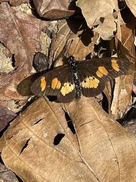 Acraea vumbui的圖片