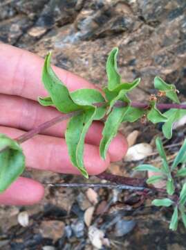 Image of azure penstemon