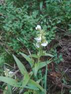 Imagem de Pedicularis racemosa subsp. alba Pennell