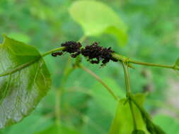 Image of Chaitophorus populicola Thomas & C. 1878