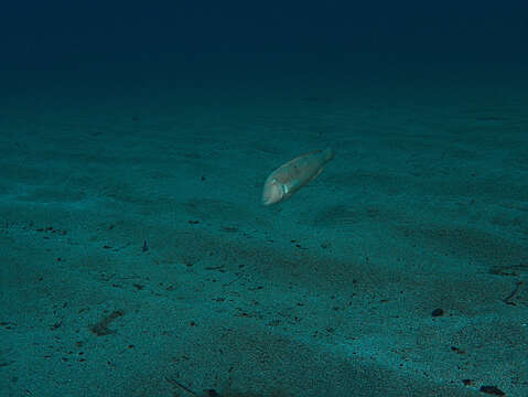 Image of Cleaver Wrasse