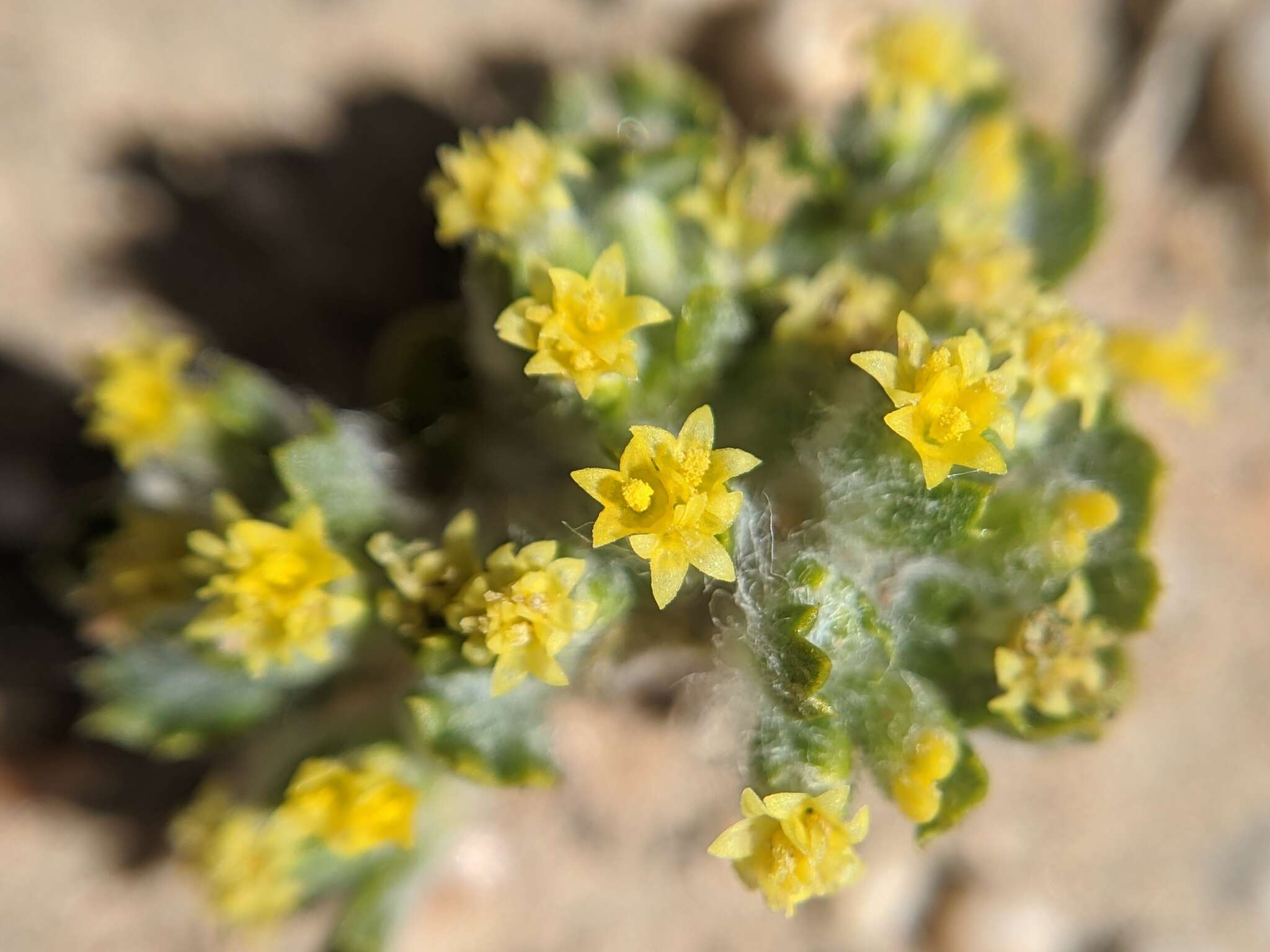 Image of Mojave woolly sunflower