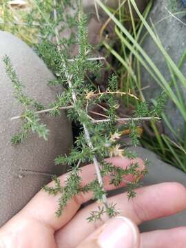 Image of Spiny Asparagus