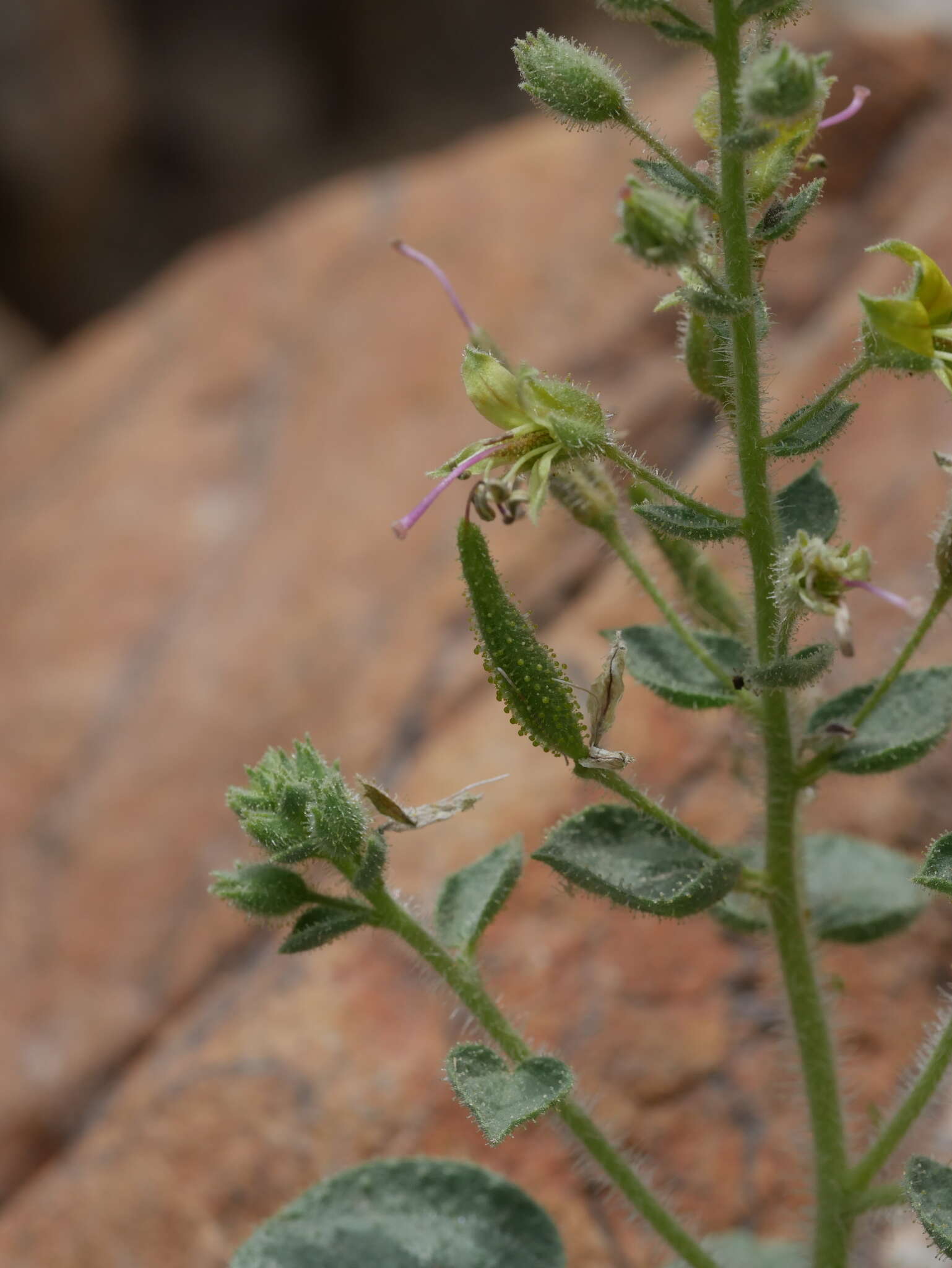 Image of Cleome dolichostyla Jafri