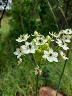 Слика од Ornithogalum saundersiae Baker