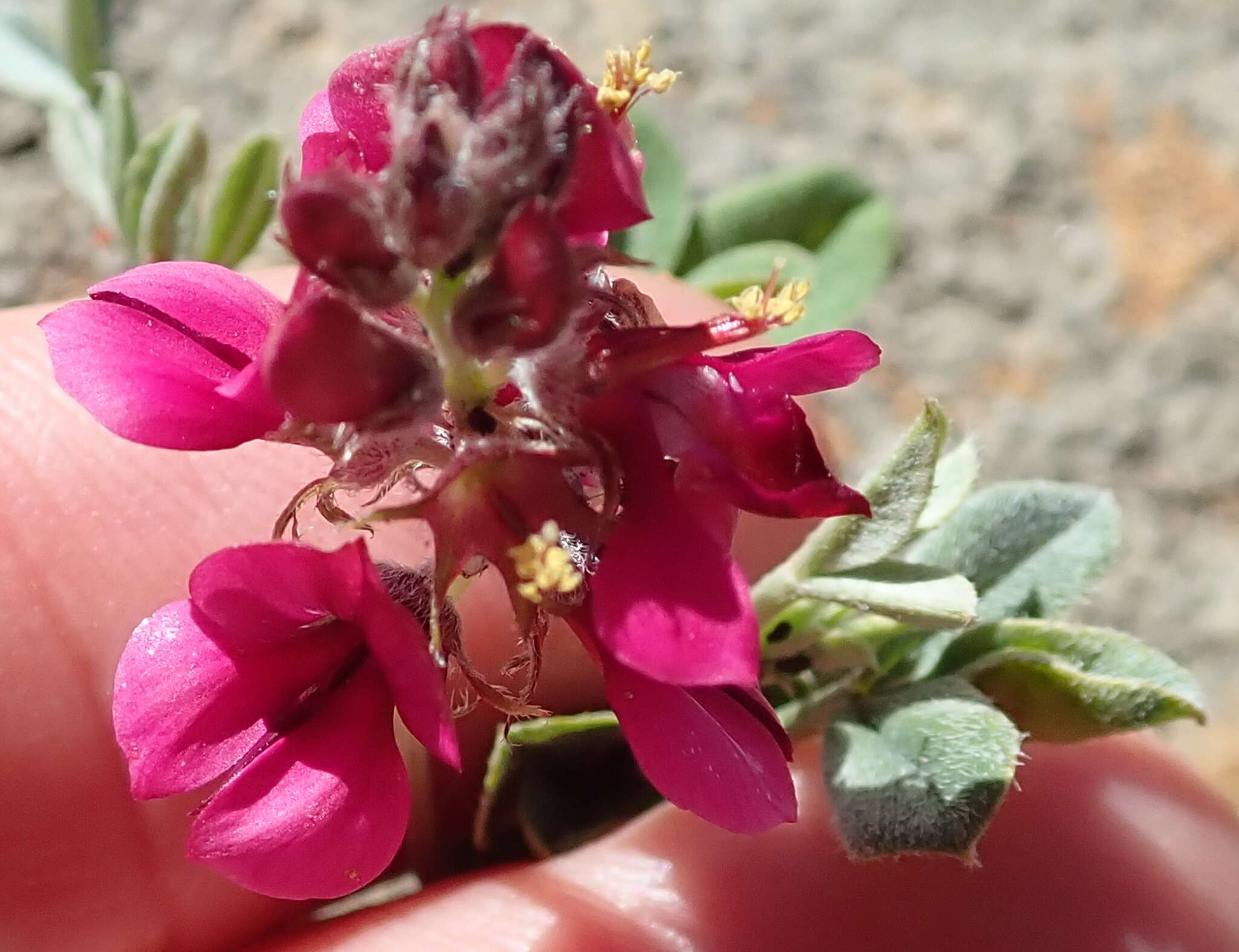 Image of Indigofera meyeriana Eckl. & Zeyh.