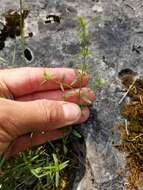 Image of Limestone Wild Basil