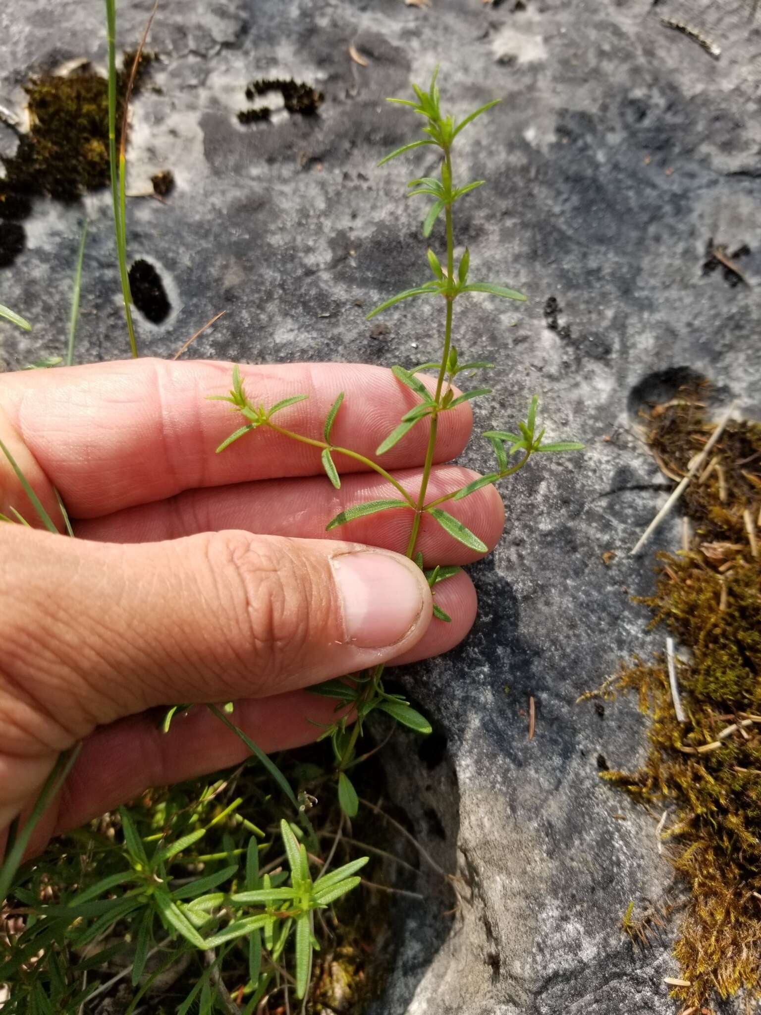 Clinopodium arkansanum (Nutt.) House resmi