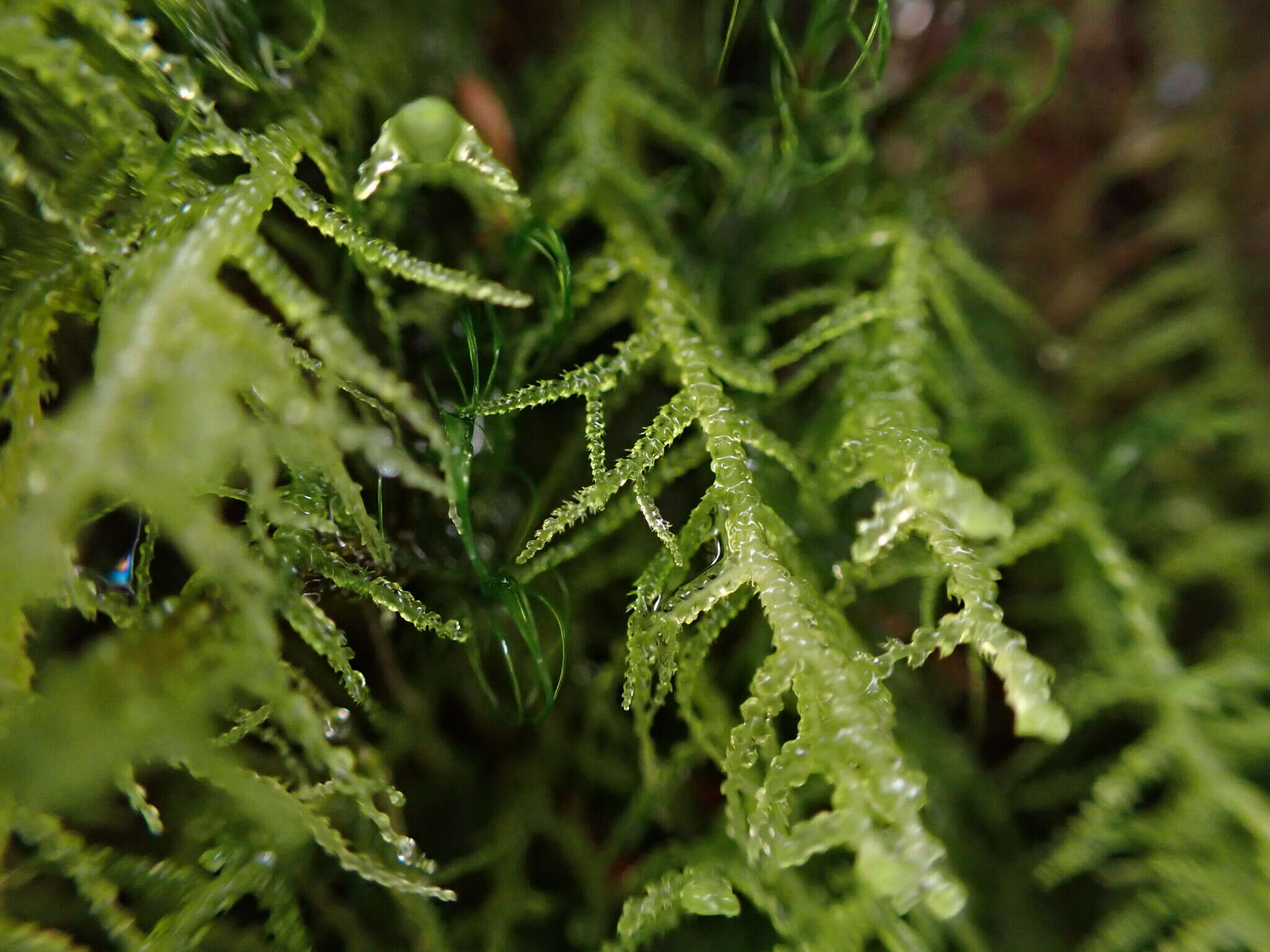 Image of Lepidozia filamentosa Gottsche, Lindenb. & Nees