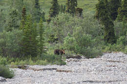 Image of North American Elk