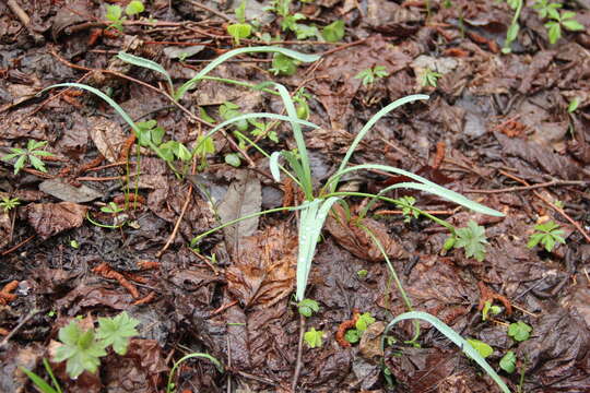 Image of Galanthus angustifolius Koss