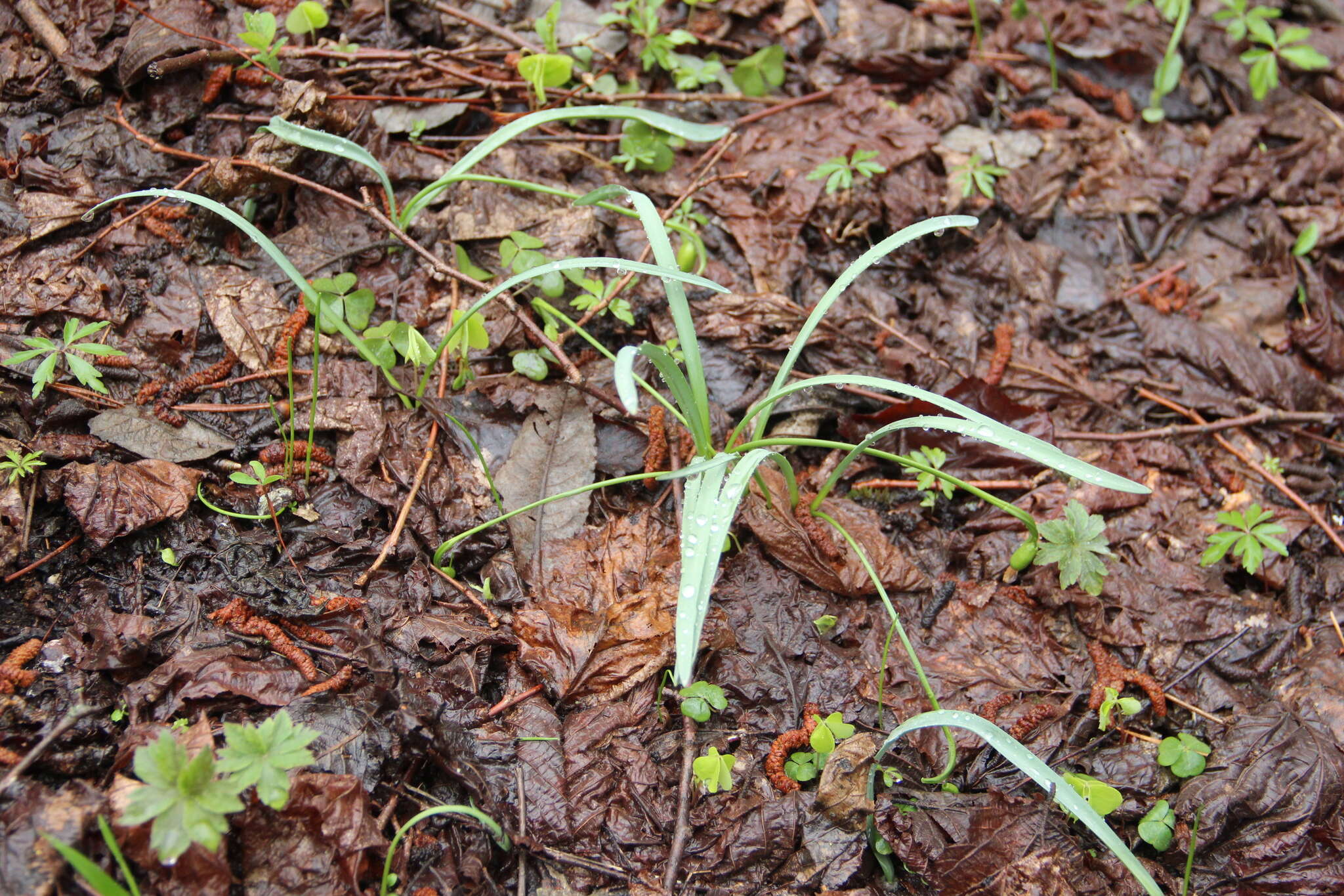 Image of Galanthus angustifolius Koss