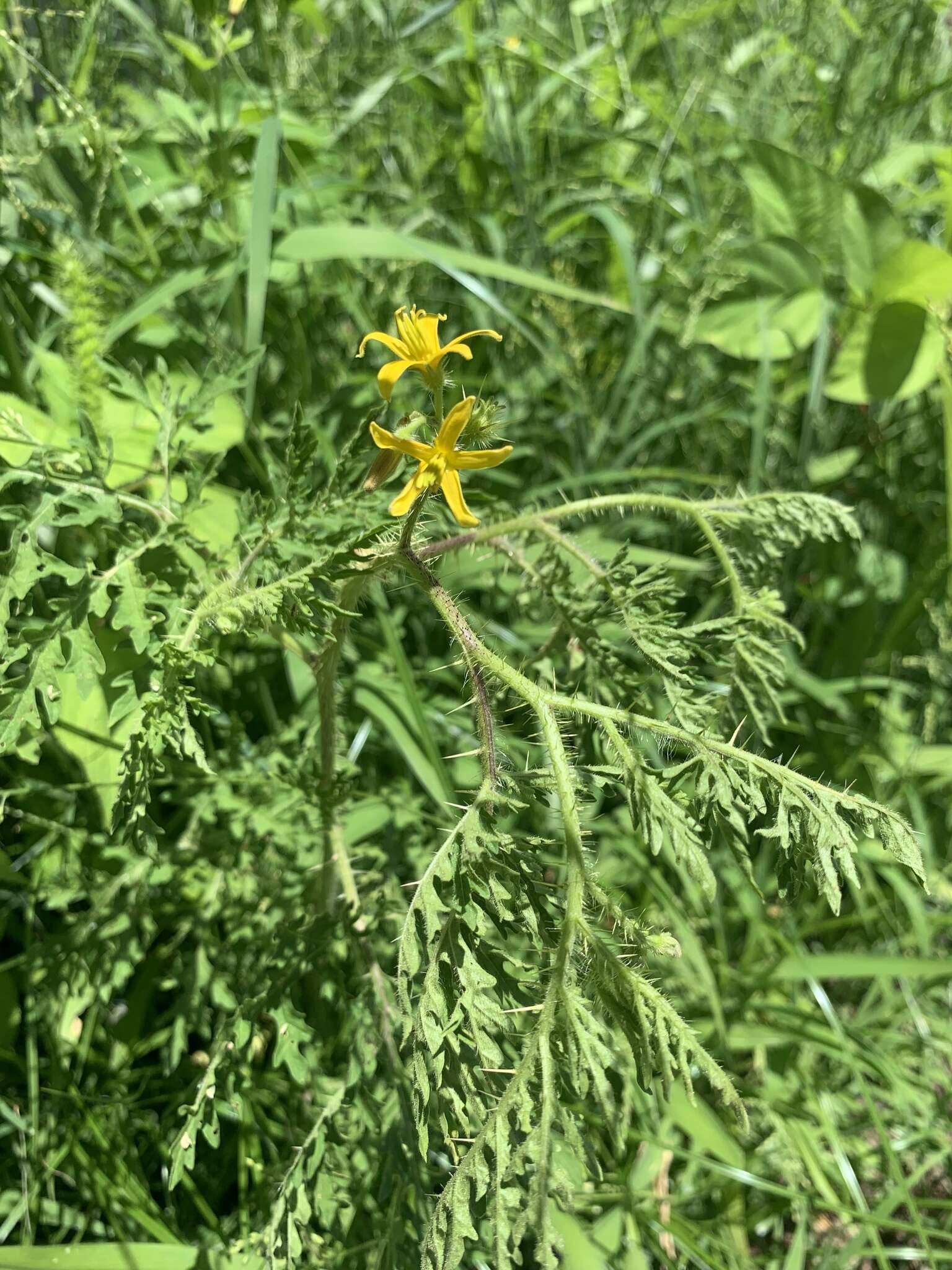 Image of Sonoran nightshade