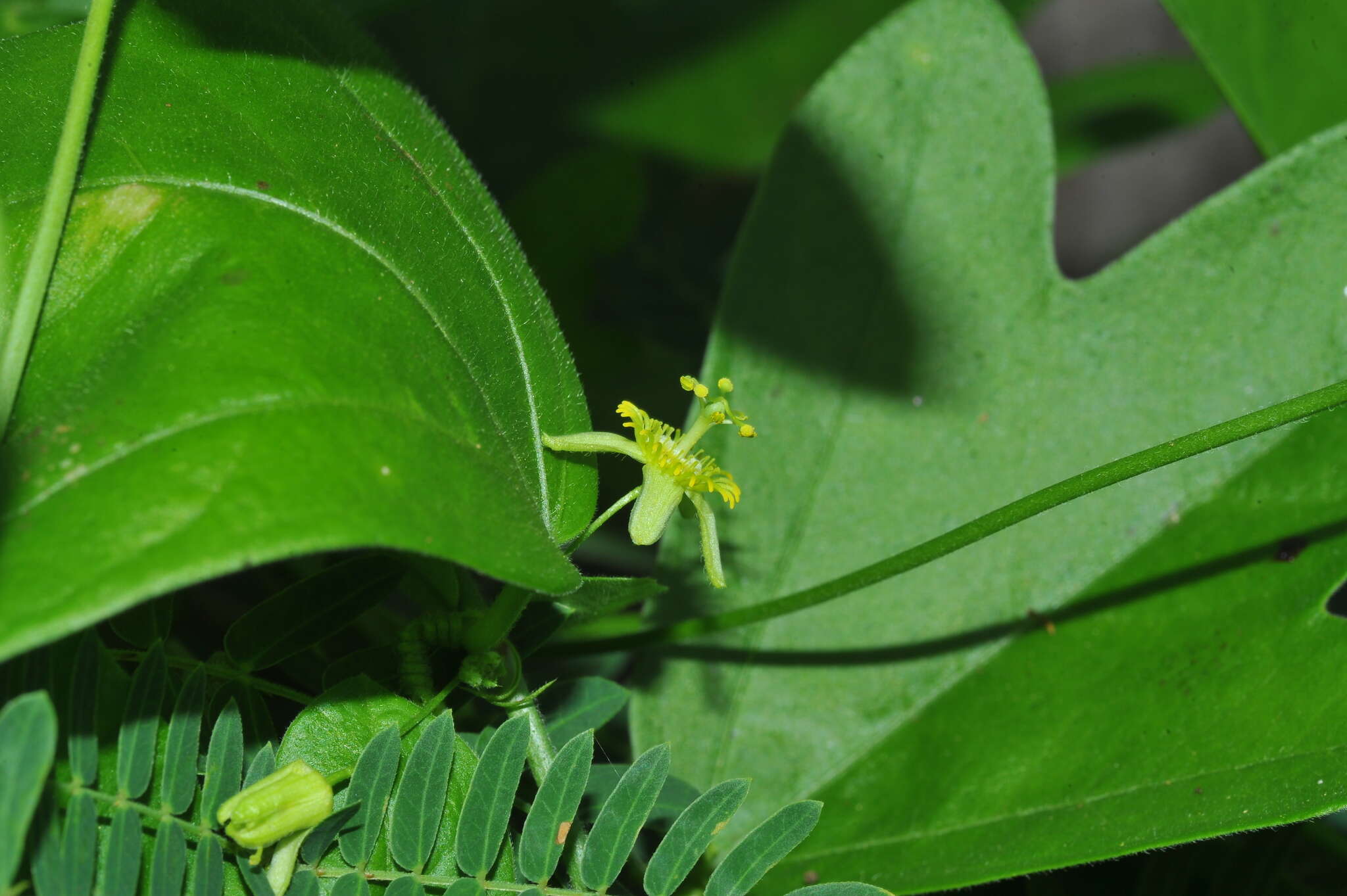 Imagem de Passiflora pallida L.