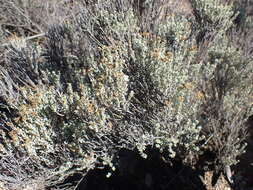 Image of Helichrysum excisum (Thunb.) Less.