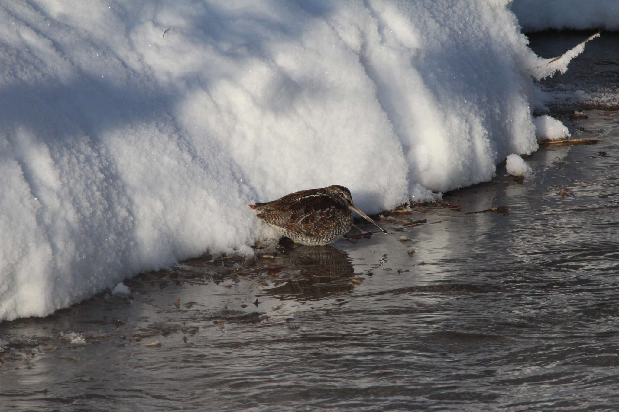 Image of Solitary Snipe