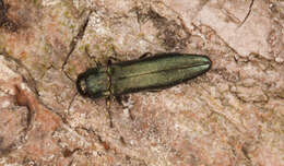 Image of European Oak Borer