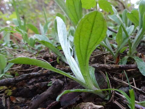 Imagem de Antennaria parlinii Fern.