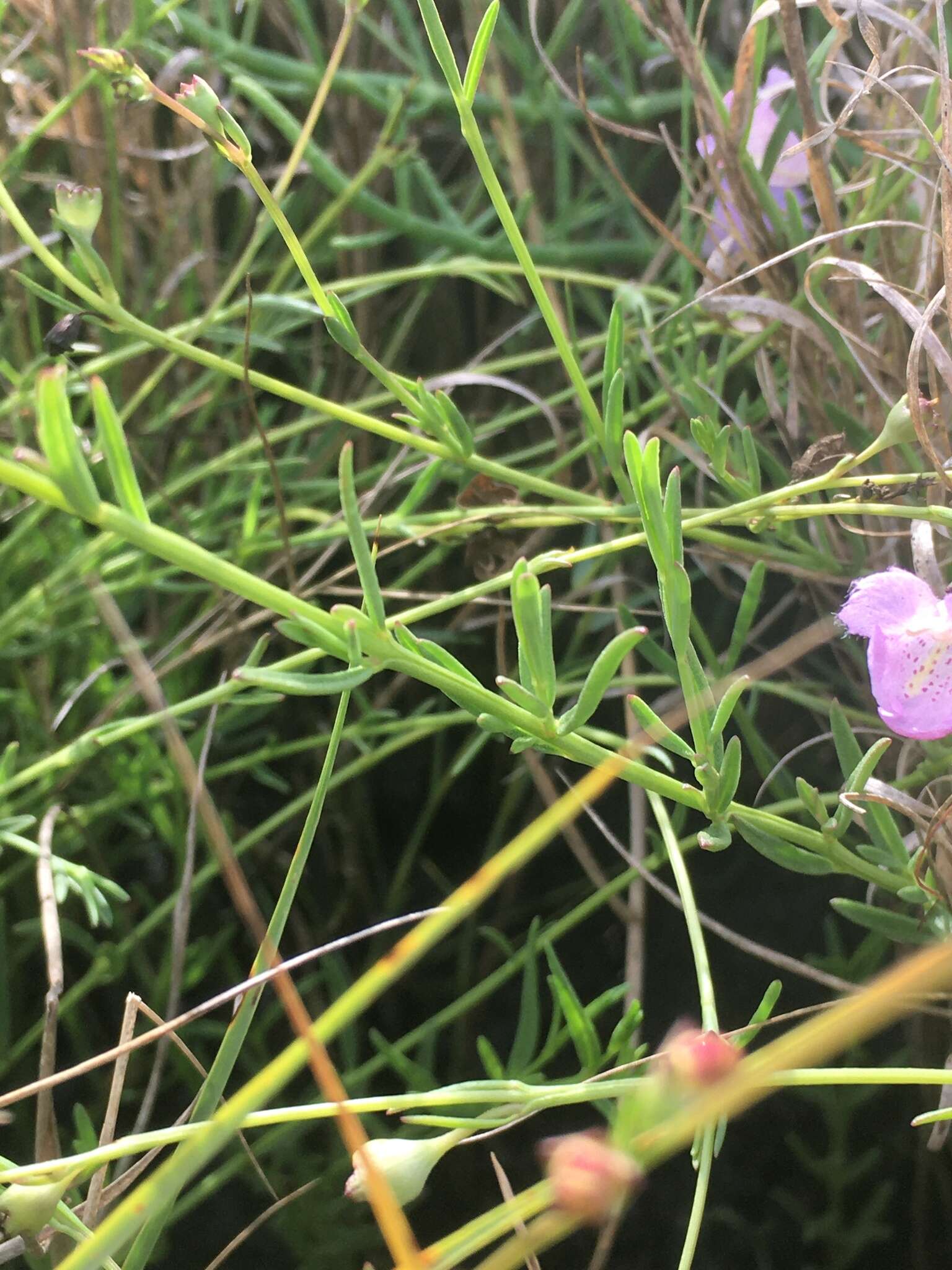 Image of saltmarsh false foxglove