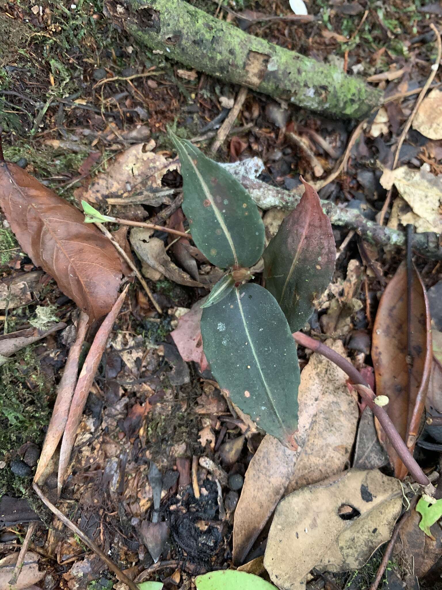 Слика од Goodyera similis Blume