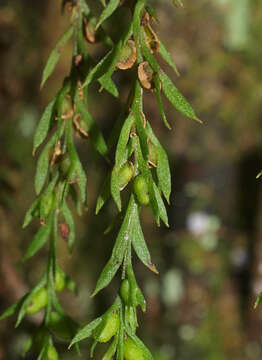 Image de Tmesipteris elongata Dangeard