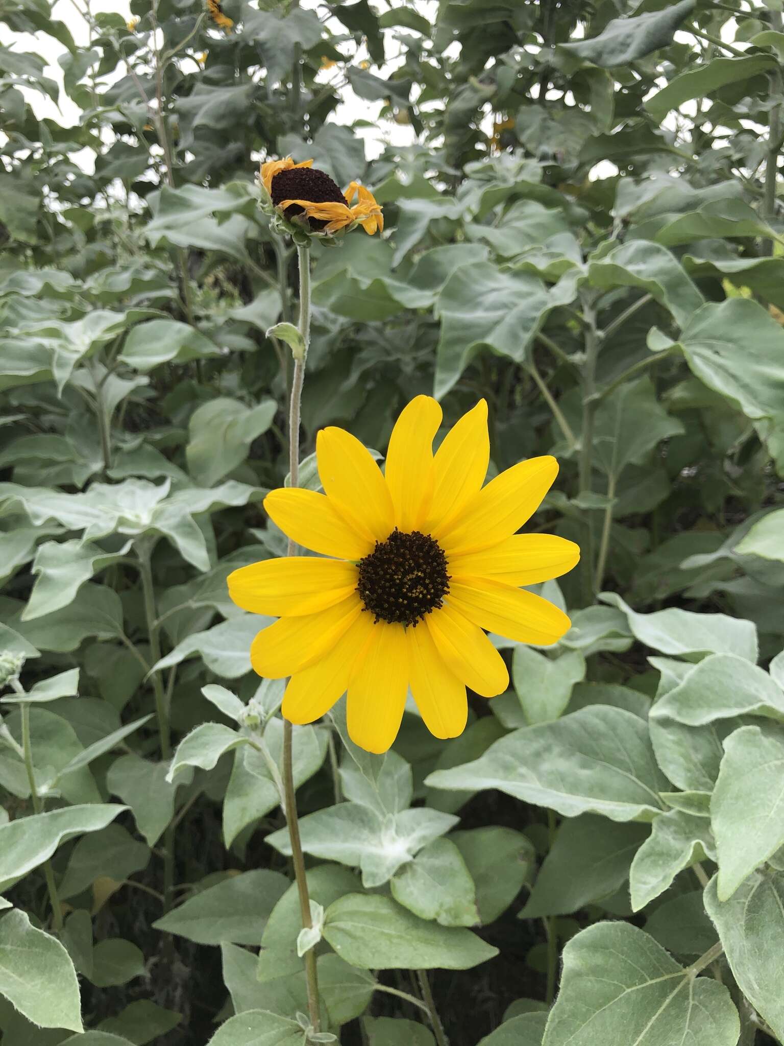 Слика од Helianthus argophyllus Torr. & A. Gray