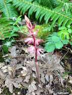 Image of Striped coralroot