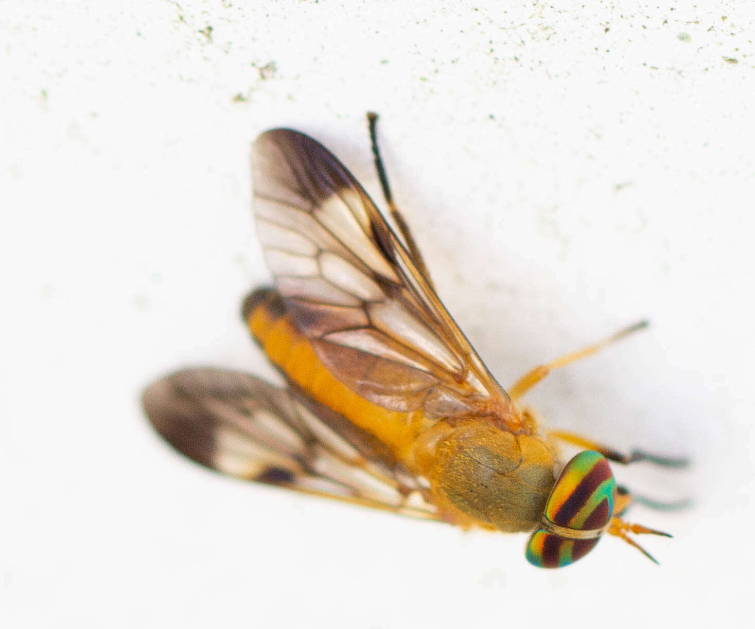 Image of Yellow Fly of the Dismal Swamp