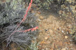 Image of Gasteria brachyphylla var. brachyphylla