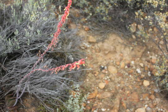 صورة Gasteria brachyphylla var. brachyphylla