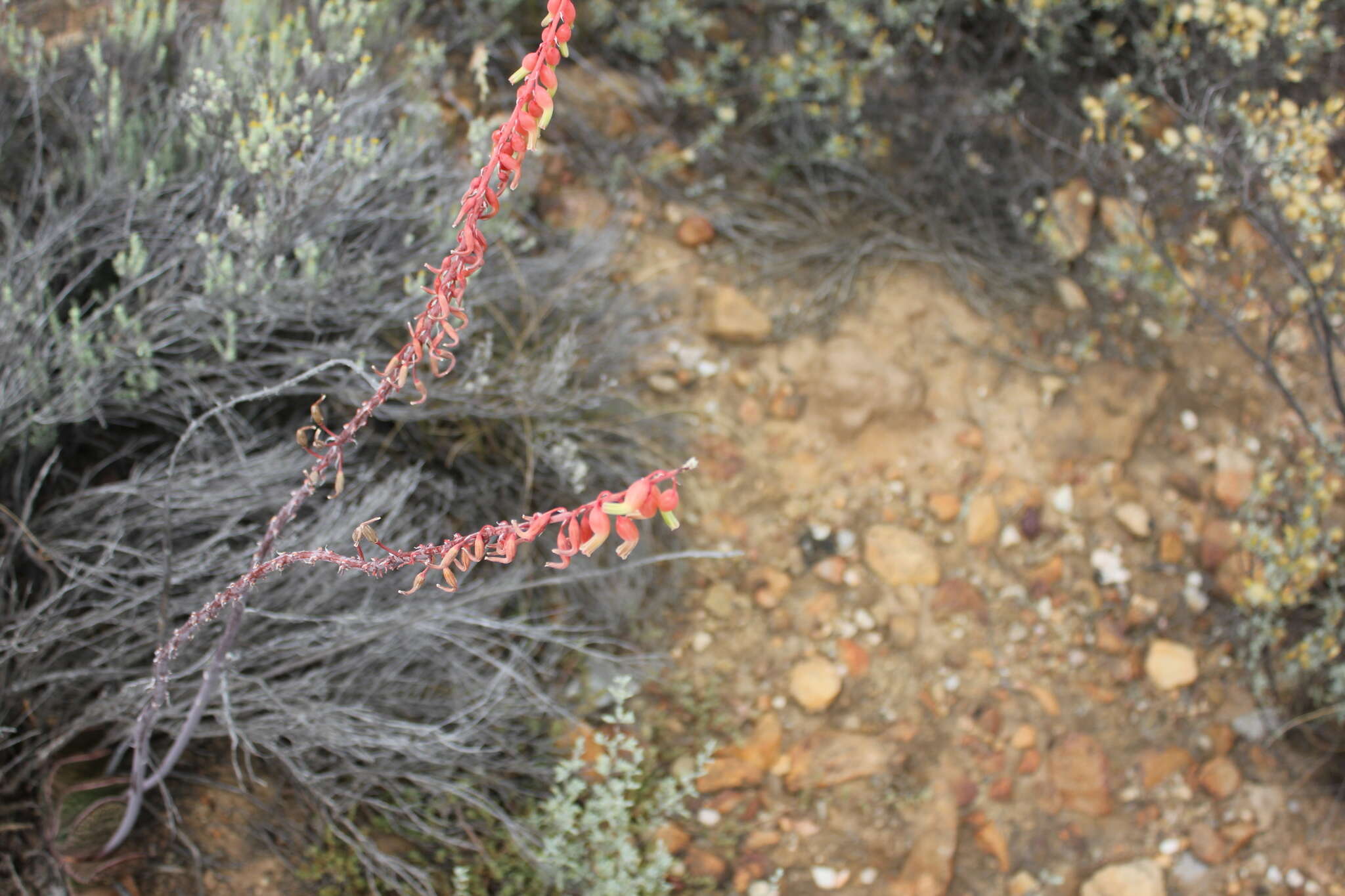 Image of Gasteria brachyphylla var. brachyphylla