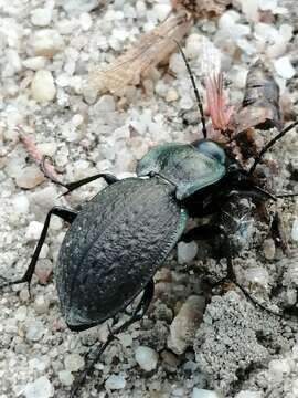 Слика од Carabus (Mesocarabus) lusitanicus Fabricius 1801