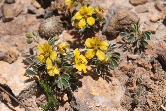 Image de Senna apiculata (M. Martens & Galeotti) H. S. Irwin & Barneb