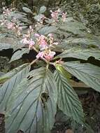 Image of Begonia chlorolepis L. B. Sm. & B. G. Schub.