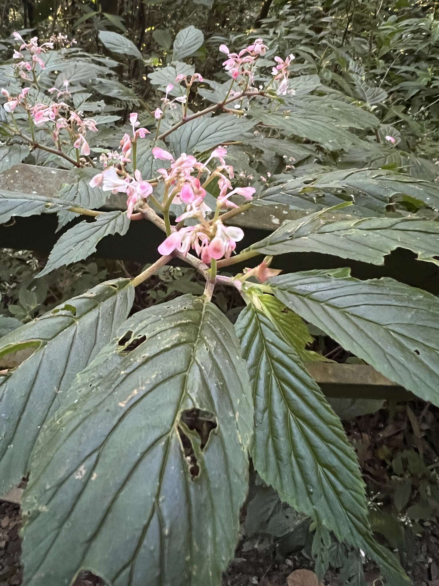 Image of Begonia chlorolepis L. B. Sm. & B. G. Schub.